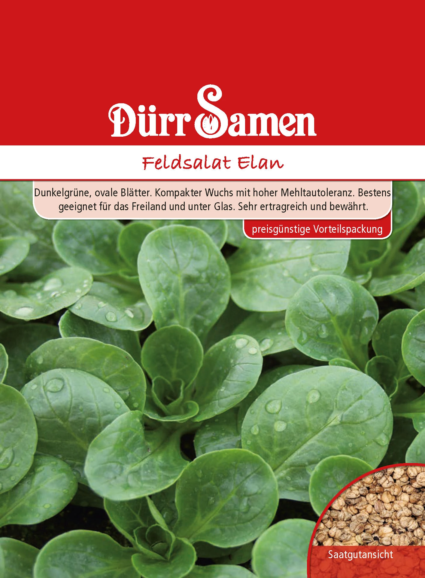 Feldsalat Elan Vorteilspackung | Feldsalatsamen Von Dürr Samen 4 Feldsalat Elan Vorteilspackung | Feldsalatsamen Von Dürr Samen – Bild 2