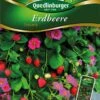 Erdbeere Toscana | Erdbeersamen Von Quedlinburger 2 Erdbeere Toscana | Erdbeersamen Von Quedlinburger -Pegasus Verkaufsgeschäft 531937 Erdbeere Toscana von Quedlinburger Saatgut