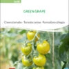 Cherrytomate Green Grape | BIO Kirschtomatensamenvon Sativa Rheinau -Pegasus Verkaufsgeschäft 534563 BIO Cherrytomate Green Grape to18 sr 0