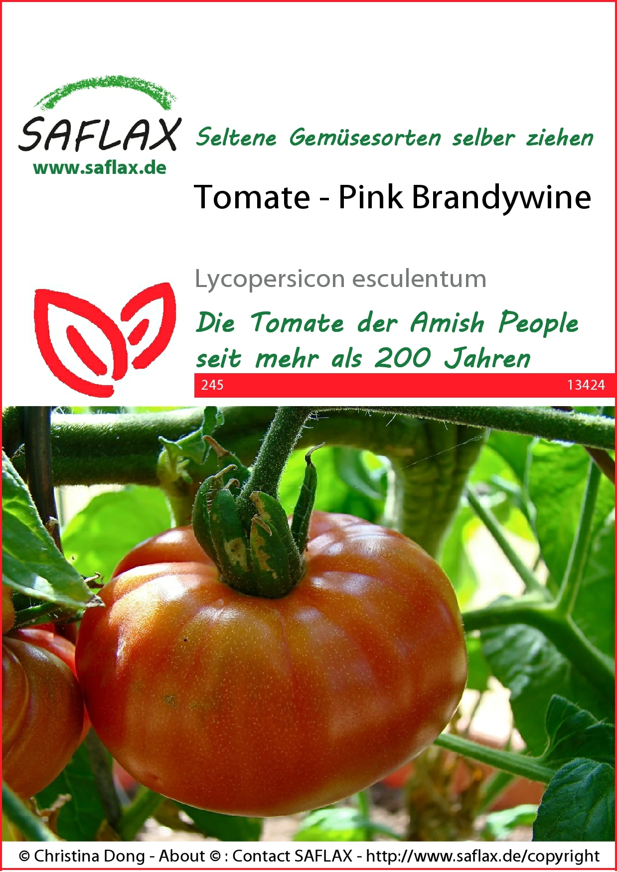 Tomate Pink Brandywine | Tomatensamen Von Saflax 4 Tomate Pink Brandywine | Tomatensamen Von Saflax – Bild 2