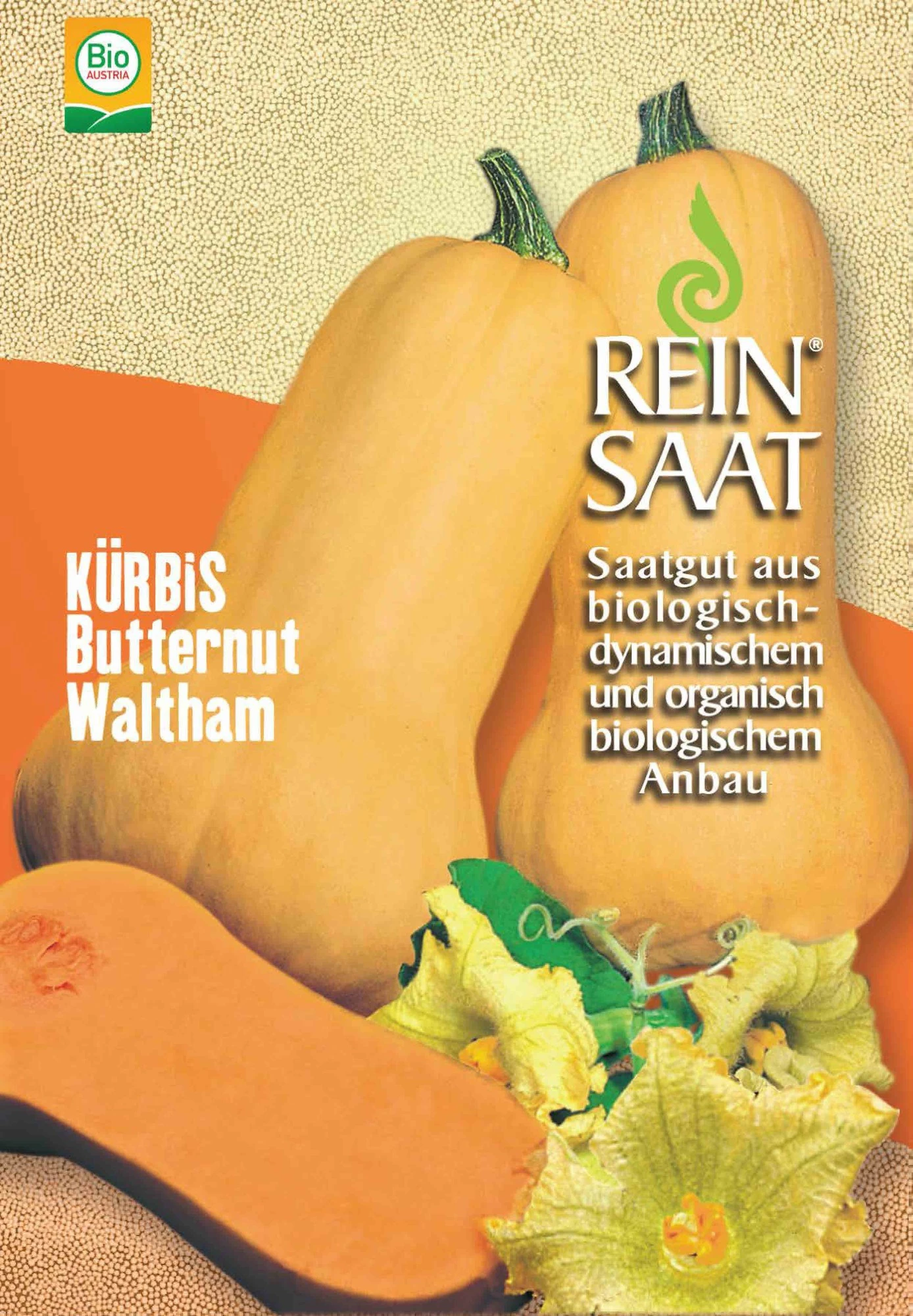 Kürbis Butternut Waltham | BIO Butternutkürbissamen Von Reinsaat 3 Kürbis Butternut Waltham | BIO Butternutkürbissamen Von Reinsaat