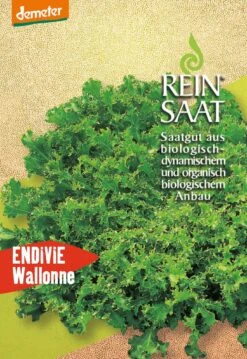 Endivie Wallonne | BIO Endiviensalatsamen Von Reinsaat