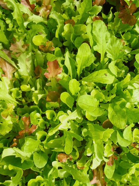 Salatmischung Misticanza | BIO Salatsamen Von Reinsaat 3 Salatmischung Misticanza | BIO Salatsamen Von Reinsaat