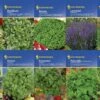 Kräuter - Saat - Sortiment Mit 10 Sorten | Kräutersamen-Sets Von Kiepenkerl -Pegasus Verkaufsgeschäft 536769 Saat Sortiment Kraeuter 10 Sorten von Kiepe