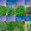 Kräuter-Saat-Sortiment Mit 8 Sorten | Kräutersamen Von Kiepenkerl -Pegasus Verkaufsgeschäft 536784 Saat Sortiment Kraeuter 8 Sorten von Kiepen