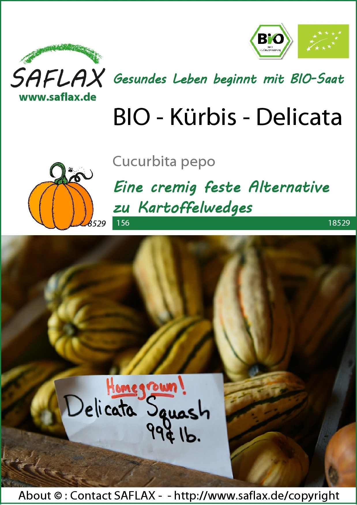 Kürbis Delicata | BIO Kürbissamen Von Saflax 3 Kürbis Delicata | BIO Kürbissamen Von Saflax
