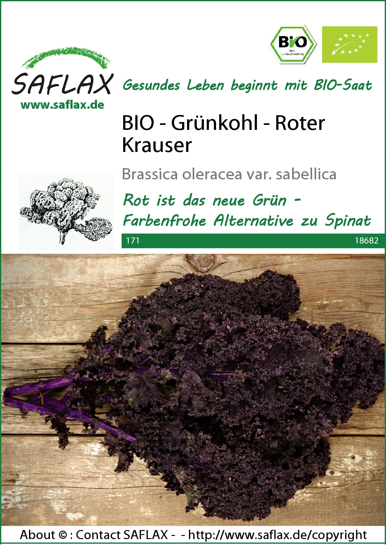 Grünkohl Roter Krauser | BIO Grünkohlsamen Von Saflax 3 Grünkohl Roter Krauser | BIO Grünkohlsamen Von Saflax