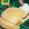 Riesenkürbis Atlantic Giant | Riesenkürbissamen Von Austrosaat -Pegasus Verkaufsgeschäft 543067 Riesenkuerbis Atlantic Giant