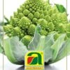 Karfiol White Gold F1 (Romanesco) | Romanescosamen Von Austrosaat -Pegasus Verkaufsgeschäft 543086 Karfiol White Gold F1 Romanesco