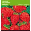 Erdbeeren Grandian F1 | Erdbeersamen Von Buzzy Seeds 2 Erdbeeren Grandian F1 | Erdbeersamen Von Buzzy Seeds -Pegasus Verkaufsgeschäft 544687 Buzzy Erdbeeren Grandian F1