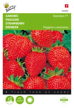 Erdbeeren Grandian F1 | Erdbeersamen Von Buzzy Seeds
