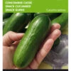 Snackgurke Iznik F1 | Minigurkensamen Von Buzzy Seeds [MHD 07/2024] -Pegasus Verkaufsgeschäft 544713 Buzzy Snackgurke Iznik F1