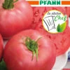 Tomate Rose Crush F1 | Tomatensamen Von Samen Pfann -Pegasus Verkaufsgeschäft 546091 Tomate Rose Crush F1 G859 sp 0