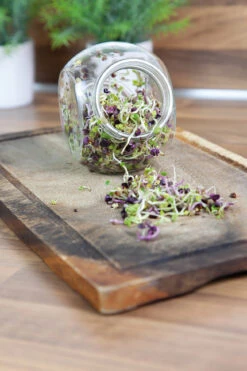 Sprossenglas (425 Ml) | Anzuchtschalen Von FLORTUS 13 Sprossenglas (425 Ml) | Anzuchtschalen Von FLORTUS -Pegasus Verkaufsgeschäft 547671 Sprossenglas 2000 0407 5