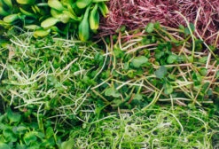 Sprossenglas (425 Ml) | Anzuchtschalen Von FLORTUS 11 Sprossenglas (425 Ml) | Anzuchtschalen Von FLORTUS -Pegasus Verkaufsgeschäft 547671 Sprossenglas 2000 0407 6