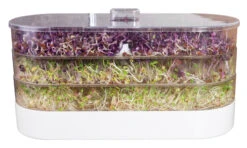 Sprossenturm | Keimgerät Von FLORTUS -Pegasus Verkaufsgeschäft 547673 FLORTUS Sprossenturm 2000 0409 2