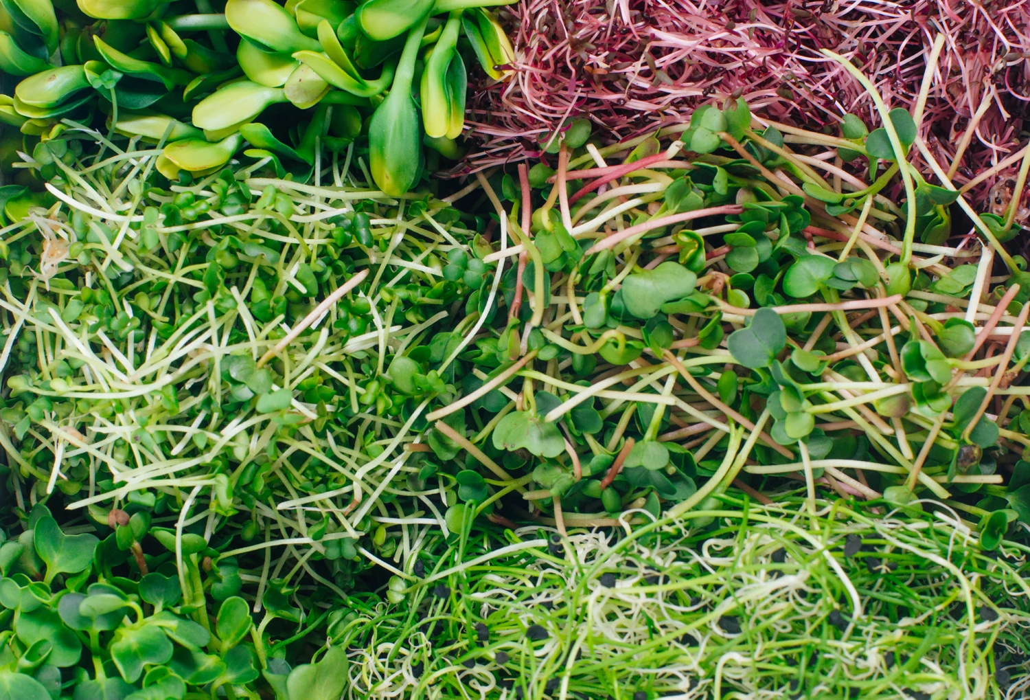 Sprossenturm | Keimgerät Von FLORTUS 6 Sprossenturm | Keimgerät Von FLORTUS – Bild 4