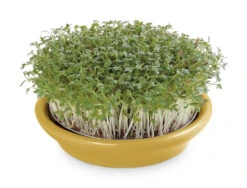 Kressesieb Gelb (12 Cm) | Sprossensiebe Von Eschenfelder -Pegasus Verkaufsgeschäft 549193 Kressesieb gelb 12 cm 1452 ef 1