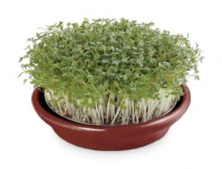 Kressesieb Weinrot (12 Cm) | Sprossensiebe Von Eschenfelder -Pegasus Verkaufsgeschäft 549195 Kressesieb weinrot 12 cm 1455 ef 1