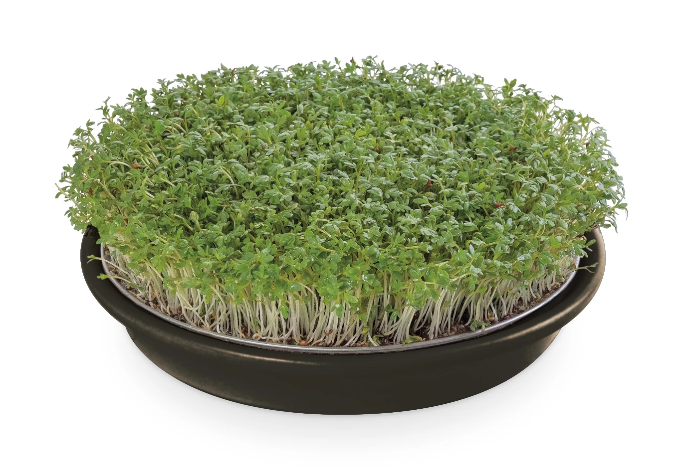 Kressesieb Anthrazit (21,5 Cm) | Sprossensiebe Von Eschenfelder 3 Kressesieb Anthrazit (21,5 Cm) | Sprossensiebe Von Eschenfelder