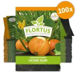 Hokkaidokürbis Uchiki Kuri (100 Stück) | Hokkaidokürbissamen Von FLORTUS -Pegasus Verkaufsgeschäft 549859 Hokkaidokuerbis Uchiki Kuri 100 Stueck 2000 0476 100x 0