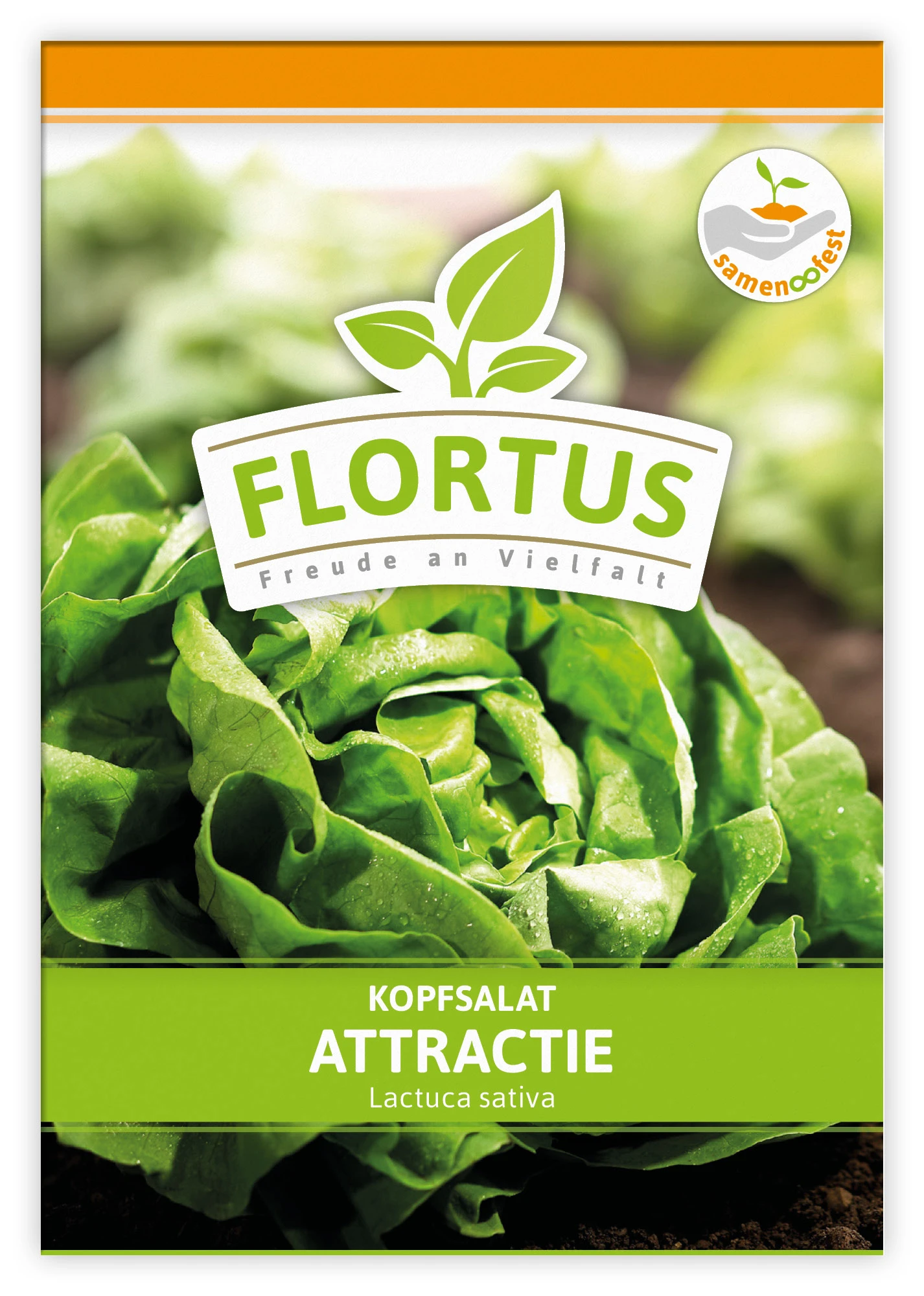 Kopfsalat Attractie (100 Stück) | Kopfsalatsamen Von FLORTUS 4 Kopfsalat Attractie (100 Stück) | Kopfsalatsamen Von FLORTUS – Bild 2