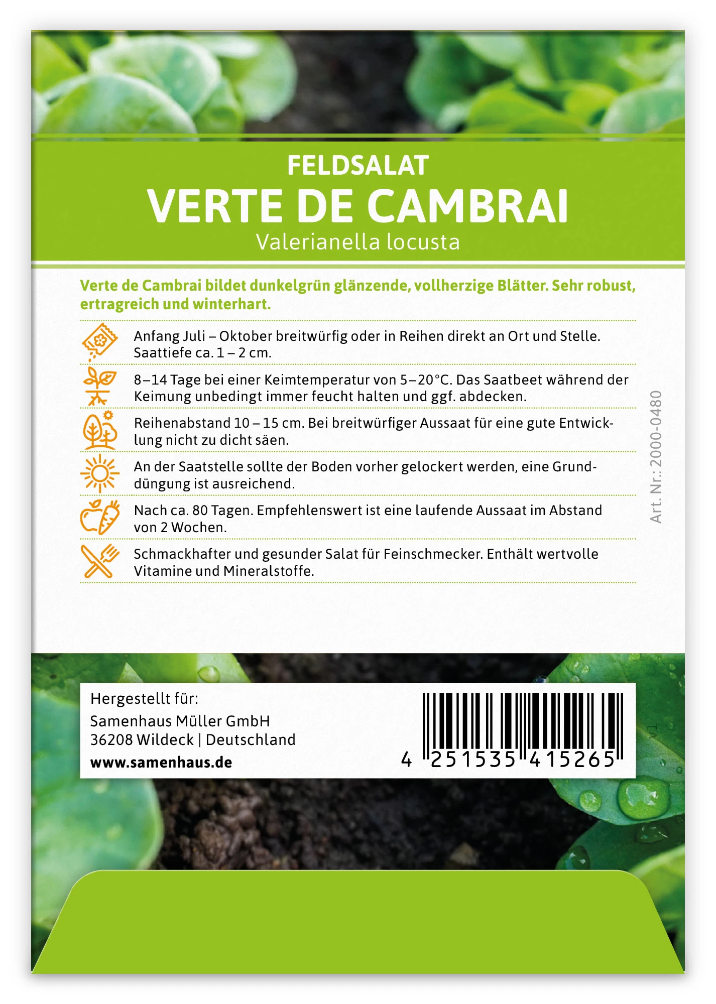 Feldsalat Verte De Cambrai (100 Stück) | Feldsalatsamen Von FLORTUS 5 Feldsalat Verte De Cambrai (100 Stück) | Feldsalatsamen Von FLORTUS – Bild 3