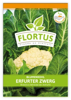 Blumenkohl Erfurter Zwerg (100 Stück) | Blumenkohlsamen Von FLORTUS 7 Blumenkohl Erfurter Zwerg (100 Stück) | Blumenkohlsamen Von FLORTUS -Pegasus Verkaufsgeschäft 549866 Blumenkohl Erfurter Zwerg 100 Stueck 2000 0483 100x 1