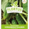 Einlegegurke Vorgebirgstrauben (100 Stück) | Einlegegurkensamen Von FLORTUS -Pegasus Verkaufsgeschäft 549867 Einlegegurke Vorgebirgstrauben 100 Stueck 2000 0484 100x 1