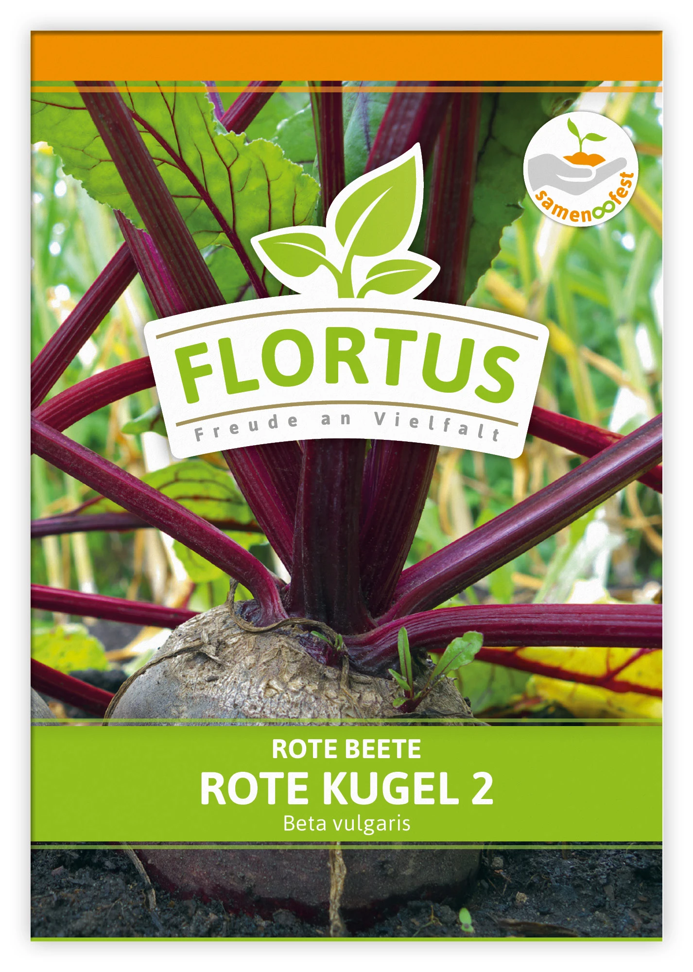Rote Beete Rote Kugel 2 (100 Stück) | Rote Beetesamen Von FLORTUS 4 Rote Beete Rote Kugel 2 (100 Stück) | Rote Beetesamen Von FLORTUS – Bild 2