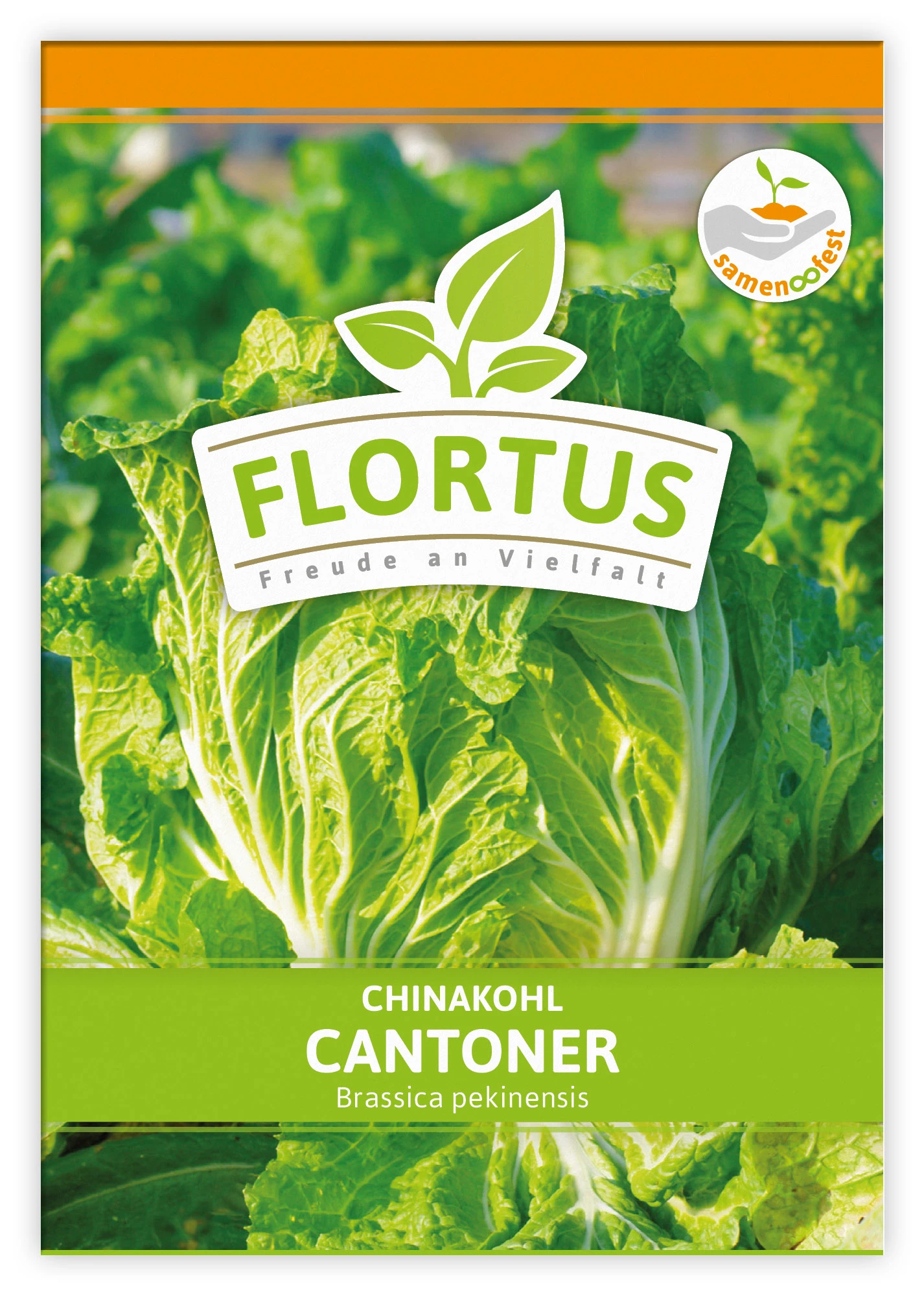 Chinakohl Cantoner (100 Stück) | Chinakohlsamen Von FLORTUS 4 Chinakohl Cantoner (100 Stück) | Chinakohlsamen Von FLORTUS – Bild 2