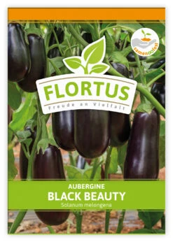 Aubergine Black Beauty (100 Stück) | Auberginensamen Von FLORTUS -Pegasus Verkaufsgeschäft 549874 Aubergine Black Beauty 100 Stueck 2000 0491 100x 1