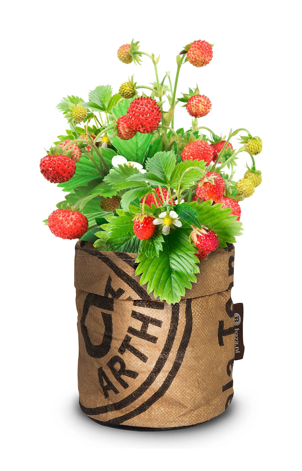 Greensquad Süße Erdbeere | Anzuchtsets Von Baza 6 Greensquad Süße Erdbeere | Anzuchtsets Von Baza – Bild 4