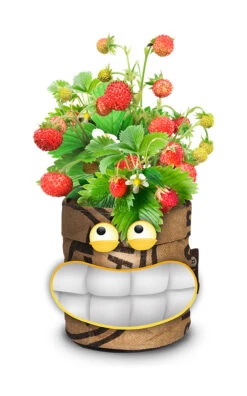 Greensquad Süße Erdbeere | Anzuchtsets Von Baza 11 Greensquad Süße Erdbeere | Anzuchtsets Von Baza -Pegasus Verkaufsgeschäft 550257 Greensquad Suesse Erdbeere 18027706 bz 2