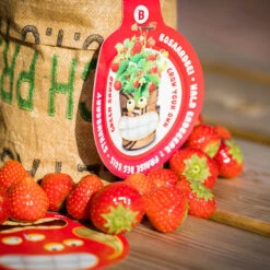 Greensquad Süße Erdbeere | Anzuchtsets Von Baza 14 Greensquad Süße Erdbeere | Anzuchtsets Von Baza -Pegasus Verkaufsgeschäft 550257 Greensquad Suesse Erdbeere 18027706 bz 5