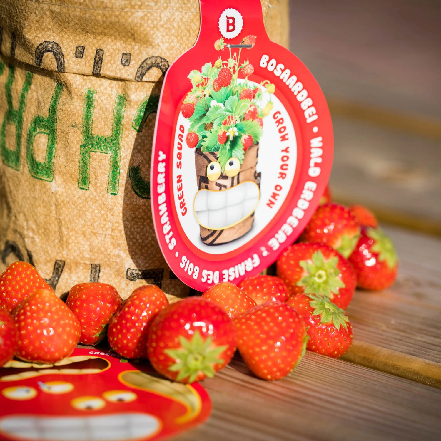 Greensquad Süße Erdbeere | Anzuchtsets Von Baza 8 Greensquad Süße Erdbeere | Anzuchtsets Von Baza – Bild 6