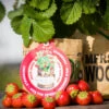 Greensquad Süße Erdbeere | Anzuchtsets Von Baza -Pegasus Verkaufsgeschäft 550257 Greensquad Suesse Erdbeere 18027706 bz 6