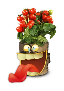 Greensquad Snack-Tomaten | Anzuchtsets Von Baza -Pegasus Verkaufsgeschäft 550259 Greensquad Snack Tomaten 18027709 bz 2