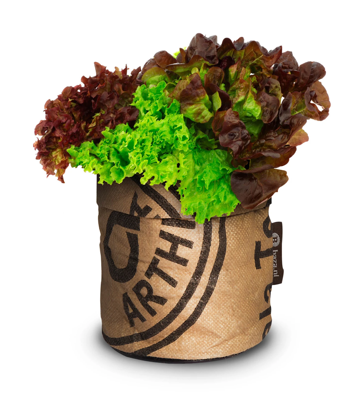 Greensquad Knackiger Salat | Anzuchtsets Von Baza 6 Greensquad Knackiger Salat | Anzuchtsets Von Baza – Bild 4