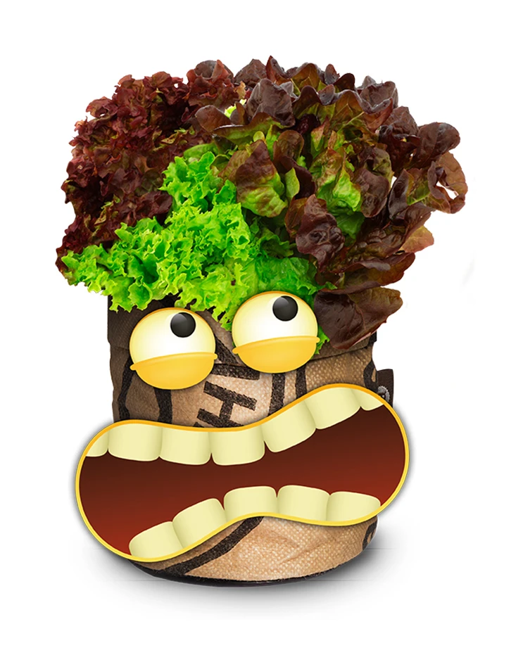 Greensquad Knackiger Salat | Anzuchtsets Von Baza 3 Greensquad Knackiger Salat | Anzuchtsets Von Baza