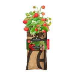 Hängender Garten Erdbeere | Anzuchtsets Von Baza