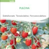 Datteltomate Pulcina | BIO Stabtomatensamen Von Sativa Rheinau -Pegasus Verkaufsgeschäft 551672 BIO Datteltomate Pulcina to06 sr 0