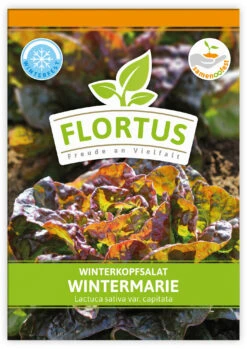 Winterkopfsalat Wintermarie (100 Tütchen) | Kopfsalatsamen Von FLORTUS -Pegasus Verkaufsgeschäft 551876 Winterkopfsalat Wintermarie 100 Tuetchen 2000 0560 100x 1