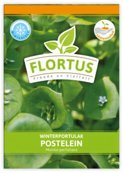 Winterportulak Postelein (100 Tütchen) | Portulaksamen Von FLORTUS -Pegasus Verkaufsgeschäft 551880 Winterportulak Postelein 100 Tuetchen 2000 0562 0 1
