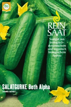 Salatgurke Beth Alpha | BIO Salatgurkensamen Von Reinsaat