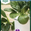 Komatsuna | Salatsamen Von Nelson Garden -Pegasus Verkaufsgeschäft 552131 Komatsuna 90514 ng 0