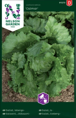 Eisbergsalat Clamar | Salatsamen Von Nelson Garden