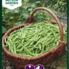 Grüne Bohne Cogito | Bohnensamen Von Nelson Garden 1 Grüne Bohne Cogito | Bohnensamen Von Nelson Garden -Pegasus Verkaufsgeschäft 552231 Gruene Bohne Cogito 90202 ng 0