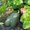 Zucchini Emperol F1 | Zucchinisamen Von Nelson Garden -Pegasus Verkaufsgeschäft 552236 Zucchini Emperol F1 91479 ng 1