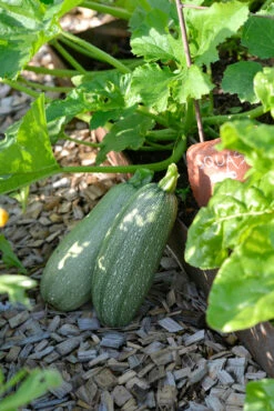 Zucchini Emperol F1 | Zucchinisamen Von Nelson Garden